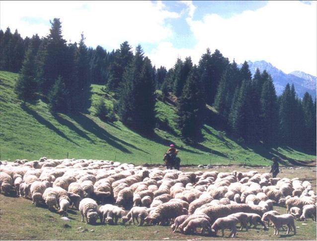 澳洲美利奴绵羊的来源于发展1